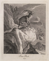 KG 01076
          <br/>
          Entwurf einiger Thiere. Vierter Theil. (16 bladen)
          <br/>
          <em>Ridinger, Johann Elias (1698-1767)</em>